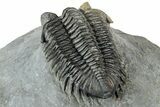 Multi-Toned Coltraneia Trilobite Fossil - Huge Faceted Eyes #312361-4